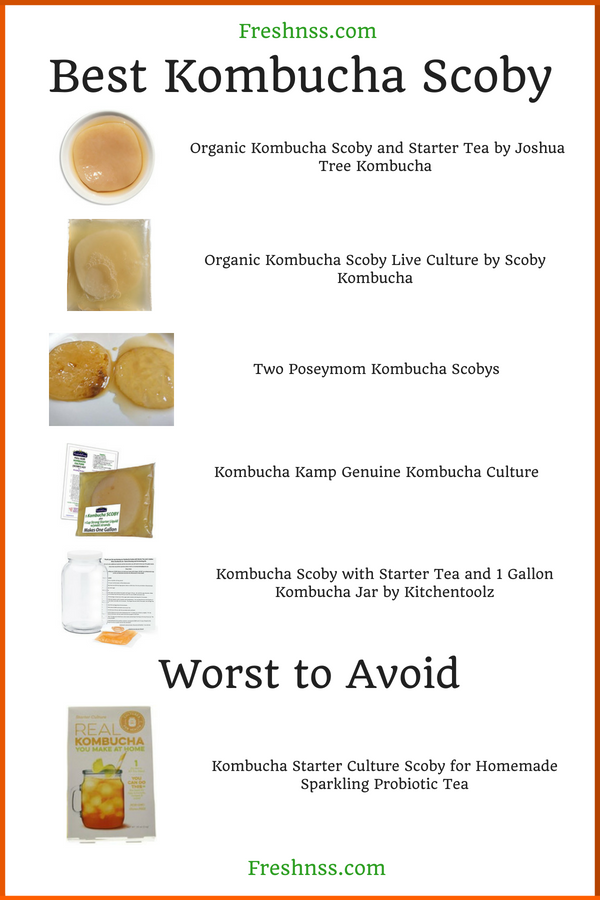 Best Kombucha Scoby Reviews