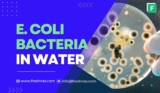 E Coli In Water (Everything You Need To Know)